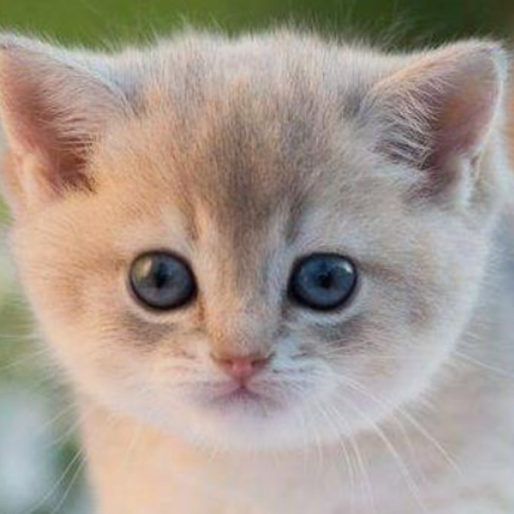 Meet your Posher, Allie